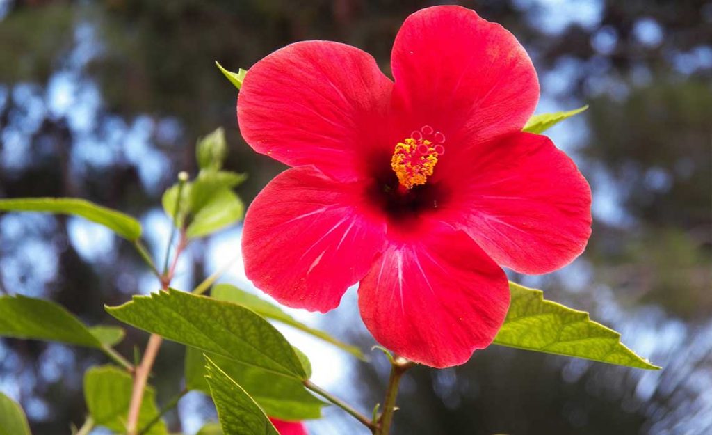 Hibiscus | Goodwin Landscape Naples, Florida