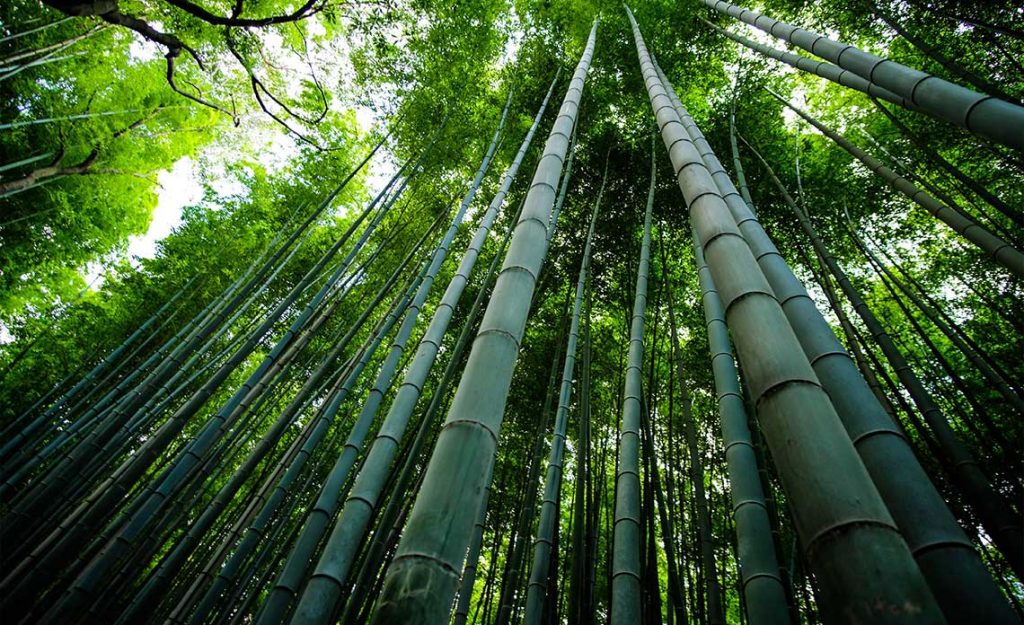 Bamboo | Goodwin Landscape Naples, Florida